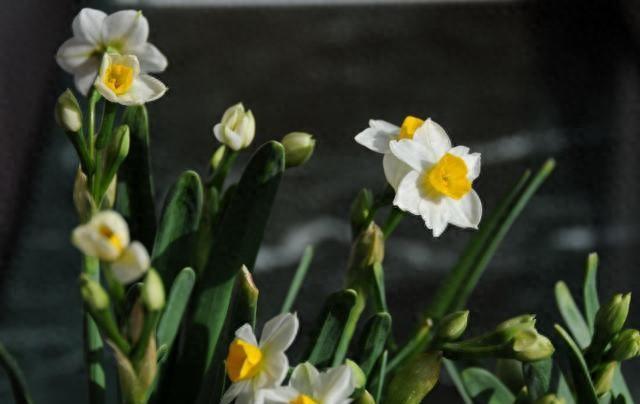 水仙花在冬季应该如何养殖（冬季养的水仙花）