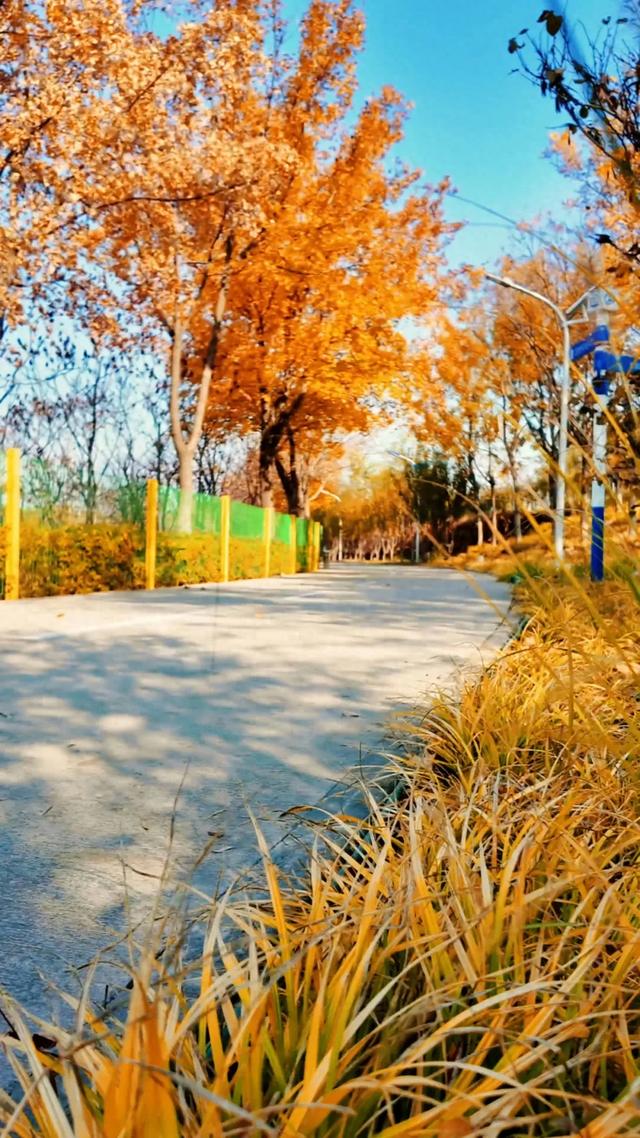 18公里步道免费开放!西五环边的这个公园迎来最佳观赏期——