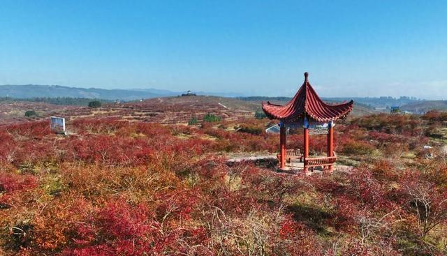 锦屏龙池多彩田园：冬日蓝莓园“枫”景独好