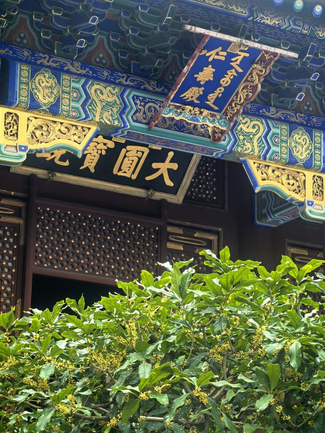 北京桂花文化节开幕，10个展区打造金秋赏桂盛会