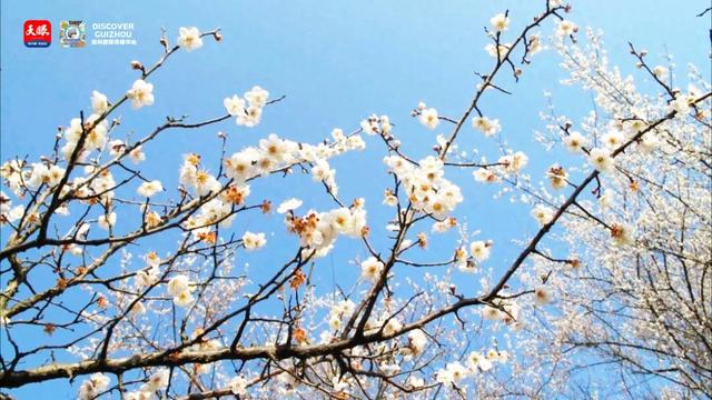 你有一份来自荔波万亩梅原的邀约 You Have an Invitation From the Plum Blossom Garden in Libo