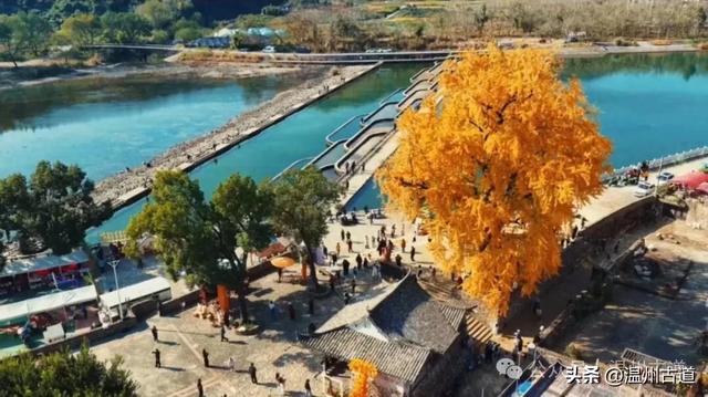 鎏金满村！温州424岁银杏王，把初冬美成了宋韵诗卷！