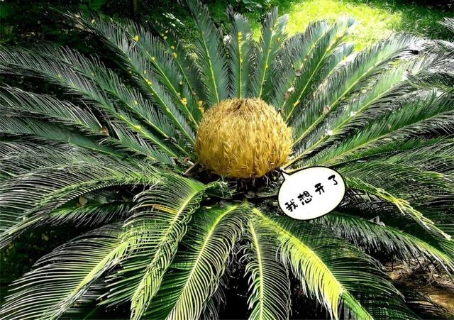 铁树开花的寓意（铁树开花）