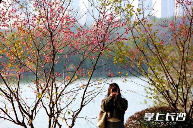 烈士公园年嘉湖畔，又见红梅点点开