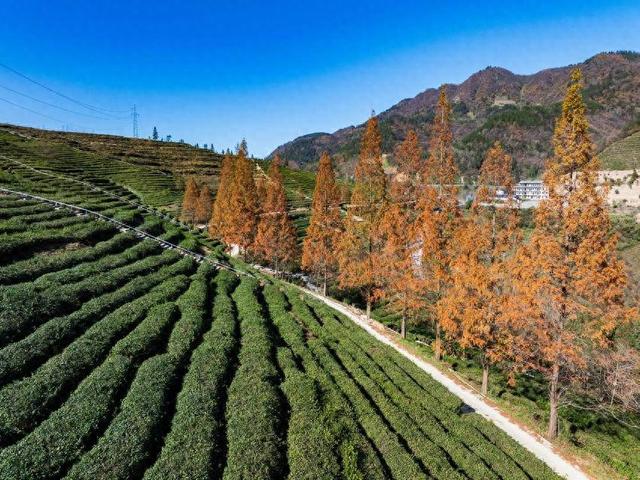 保康：冬日水杉着“红装”