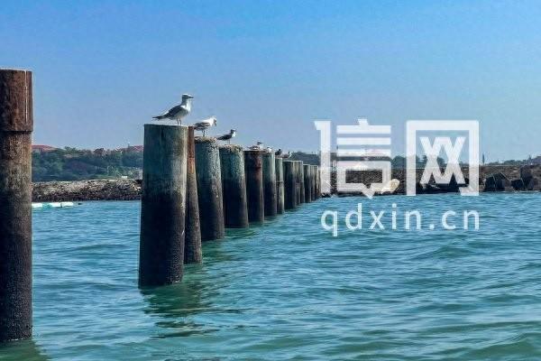 信号山·青岛温度：鸥舞岛城暖人心 从“鸥爸”走红看人与自然的相处之道