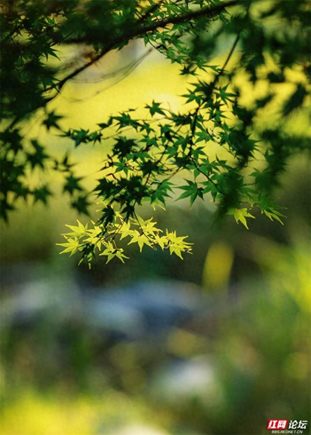 秋游时刻丨青枫伴光影，静待秋意浓