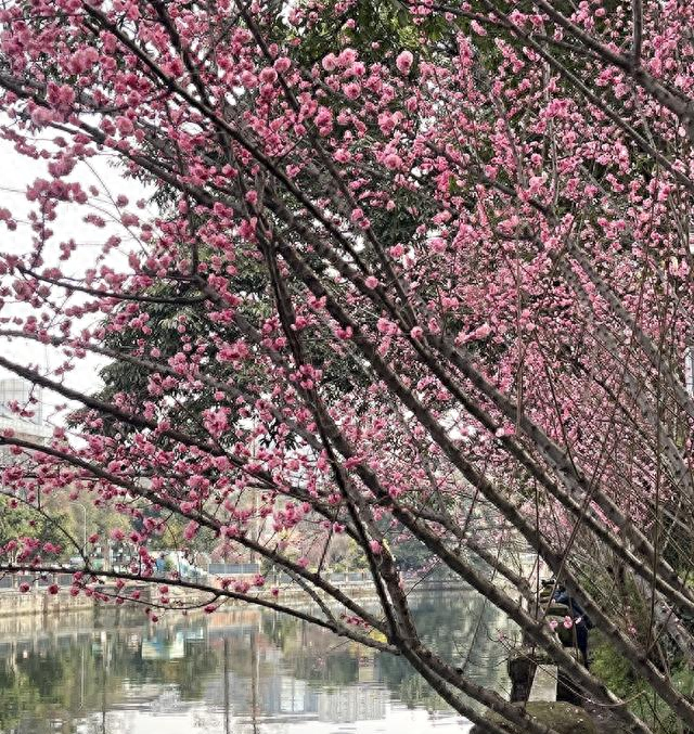 成都市内最美红梅观赏地，1000米梅花长廊，堪称性价比之王！