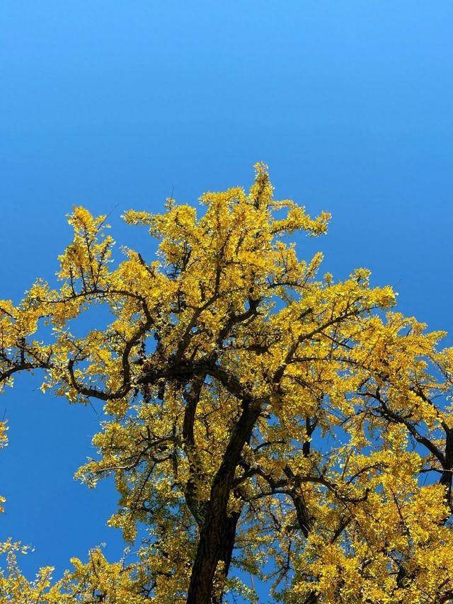 超出片！1900多岁的江陵资市银杏，金了~