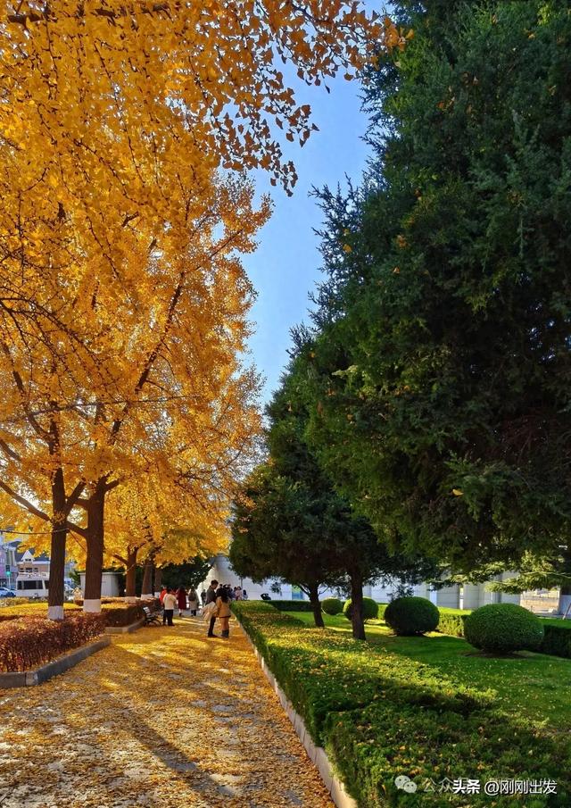 大连市内现平分秋色美景,特别热闹,秋日限定,太美了