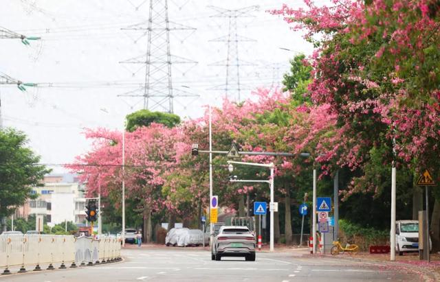 美翻了！石碣街头异木棉盛放，一树树粉花演绎都市浪漫