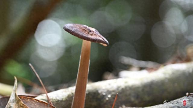采菌游冲击苍山生态，云南大理发布通告