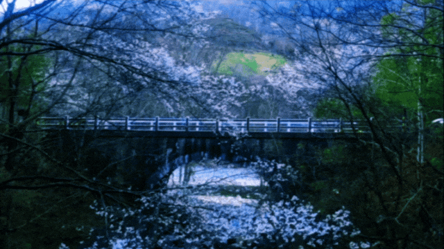 康县的春，从南一路盛开