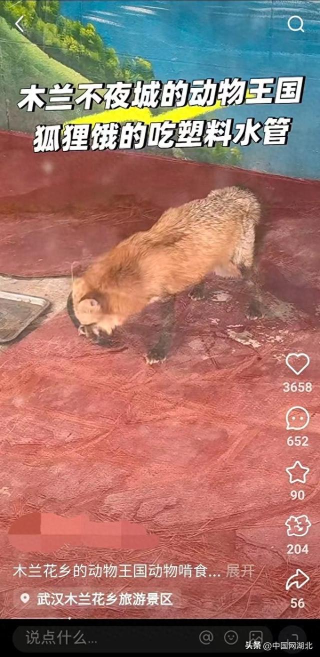 景区里的狐狸饿得啃食水管？武汉一地文旅局回应