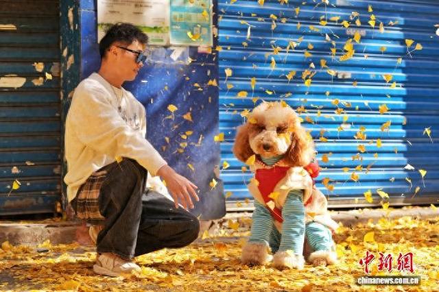 长沙昔日静巷成网红打卡地 金黄银杏扮靓冬日