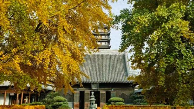 古寺银杏披金装，快来普陀这里感受属于它的色调