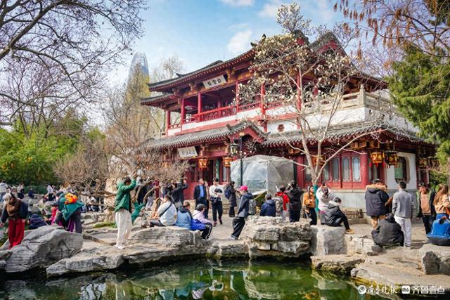 趵突泉玉兰“超前”绽放，泉城绝美春色已上线