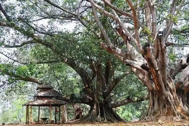 勒勐村：百年榕影里的傣乡烟火