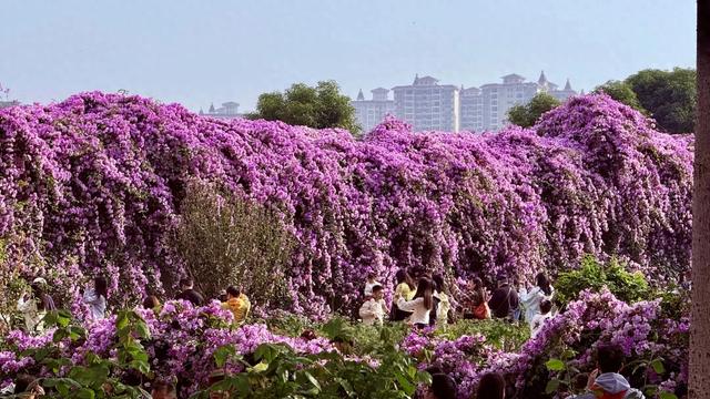 南宁花卉公园，错过这花期要再等一年！重点是不用门票！