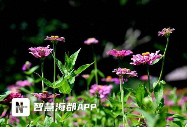 福州“多巴胺”花海上线！花期将延续至国庆中秋假期