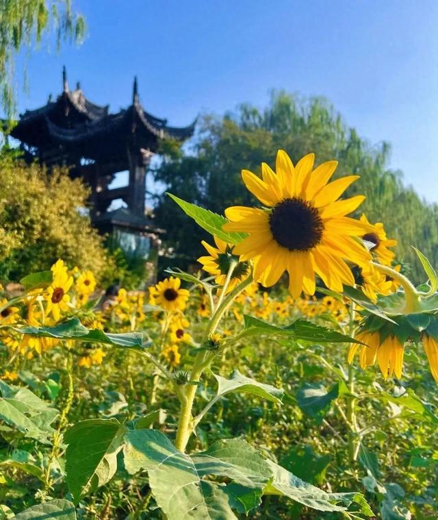 超出片！上海绝美向日葵花海惊艳绽放，免费观赏→
