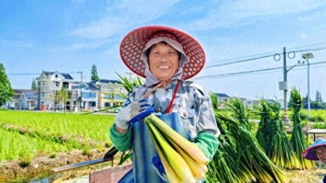 金秋奏响“茭”响曲！上海练塘茭白节暨古镇文化旅游节将启幕