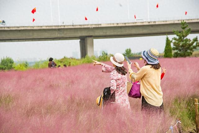 临沂：河湾公园粉黛花开如云似霞