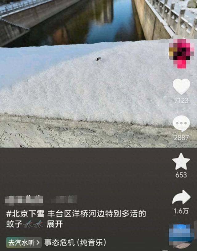 北京雪地惊现蚊子爬行，蚊子出现抗寒性了？
