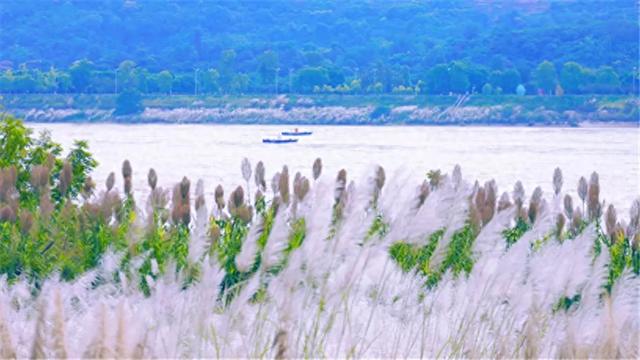 秋日胜春朝 老鹰坵芦苇摇曳绘就泸州江岸生态新画卷