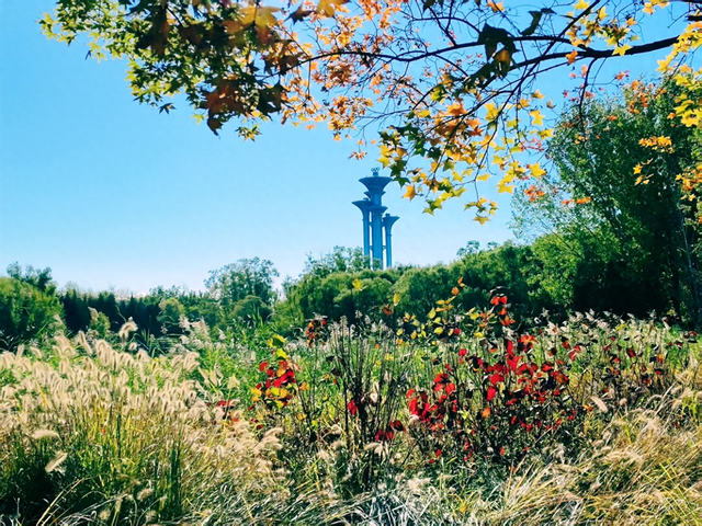 层林绘彩，粉黛成雾，奥森秋景美如画