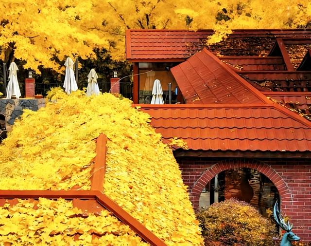 南京古都秋绝美日，妥妥的国内赏秋天花板，12个绝美秋景接着。