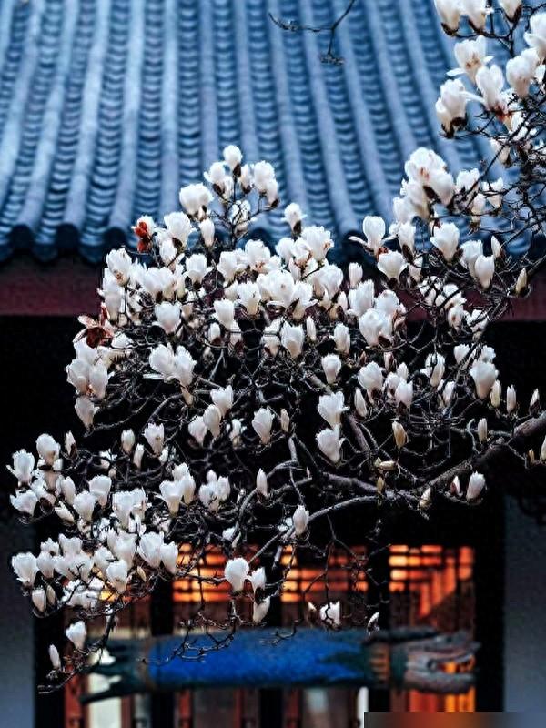 浙江一棵500年玉树，因开花太仙走红，宛如人间玉树，拍照人挤人