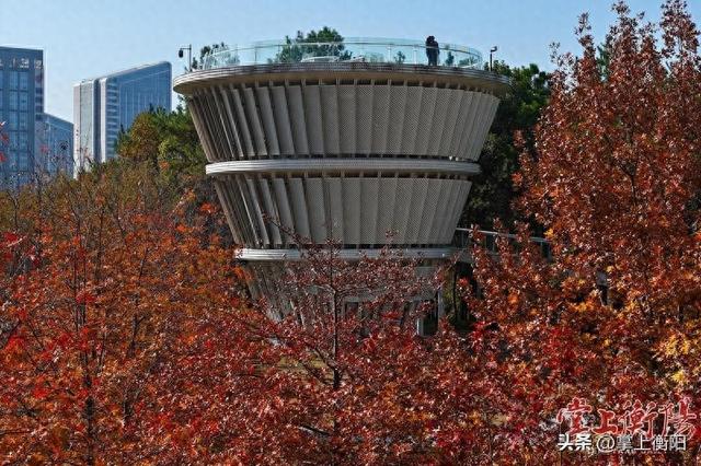 陆家新区中心公园“上线”限定暖色系