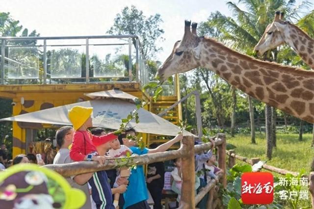 海野春节将“上新”！大象庄布居所最新进展→