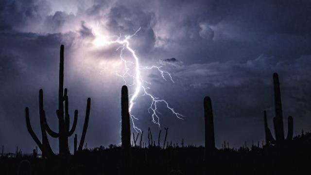 申然：闪电仙人掌