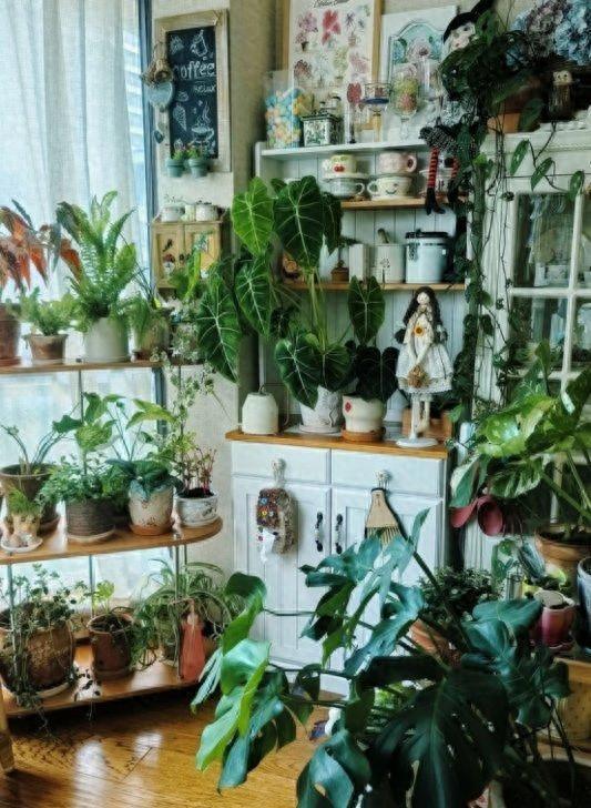 “阴花不能进阳宅”，家里若有这5种花，请赶紧“搬出去”！