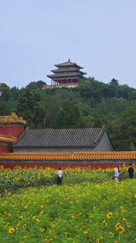 宫墙映夏花，景山公园惊鸿一瞥