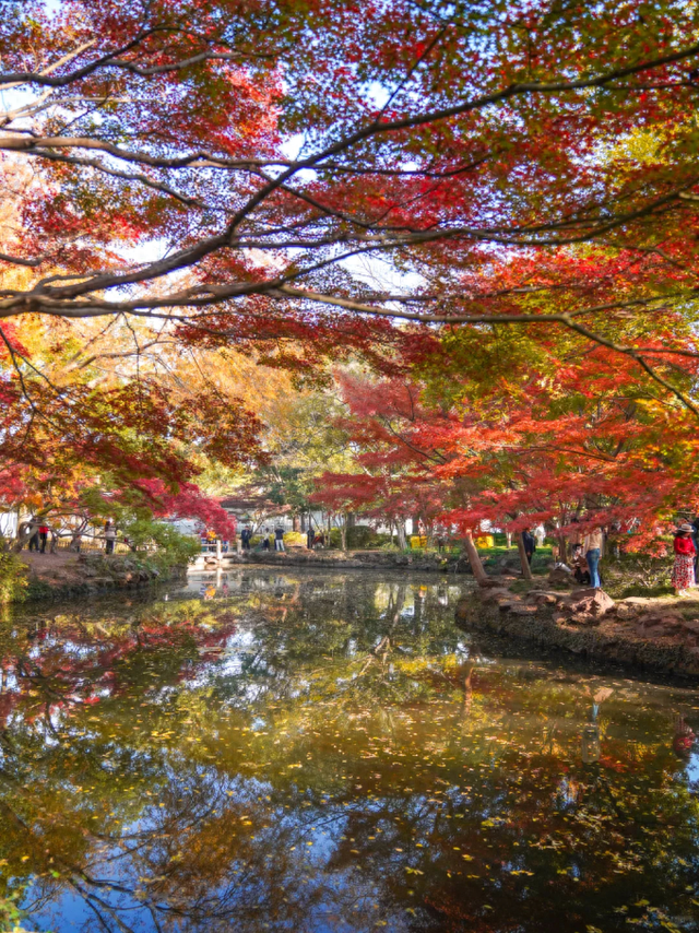 上海赏枫天花板！这座古典园林红叶浓度超标→