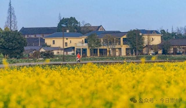 崇州第一波油菜花开了，在这里……