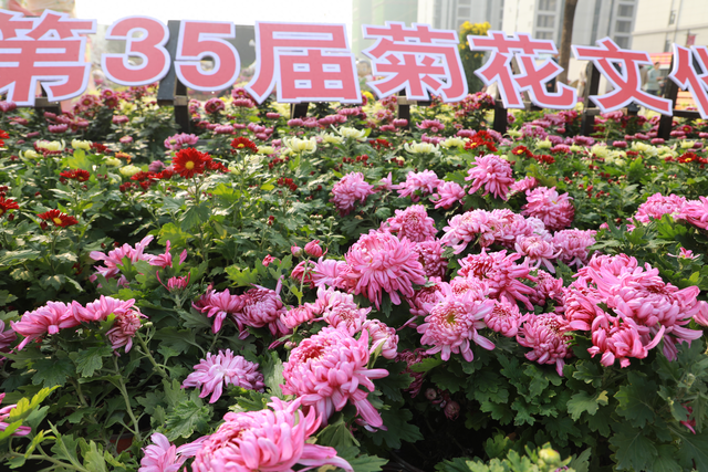 内乡35届菊花节启幕，十万盆秋菊绘就文旅新图