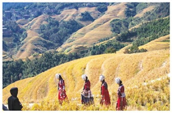 广西龙胜：抓住金秋的尾巴