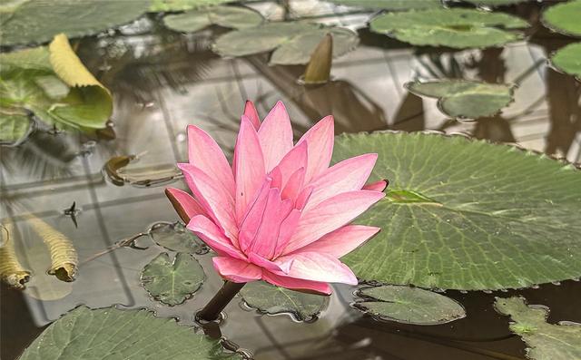 铜梁：冬日限定“荷”色！