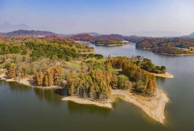 缤纷水杉迎客来