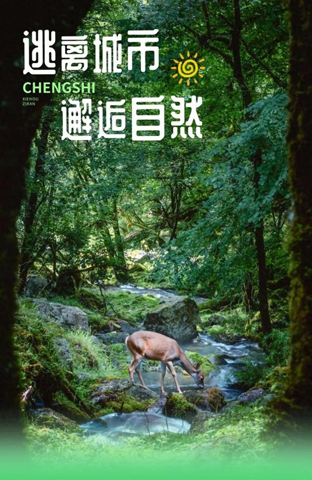 成都周边3h可达宝藏避暑地！来喇叭河一键降温！山风制冷超带感！