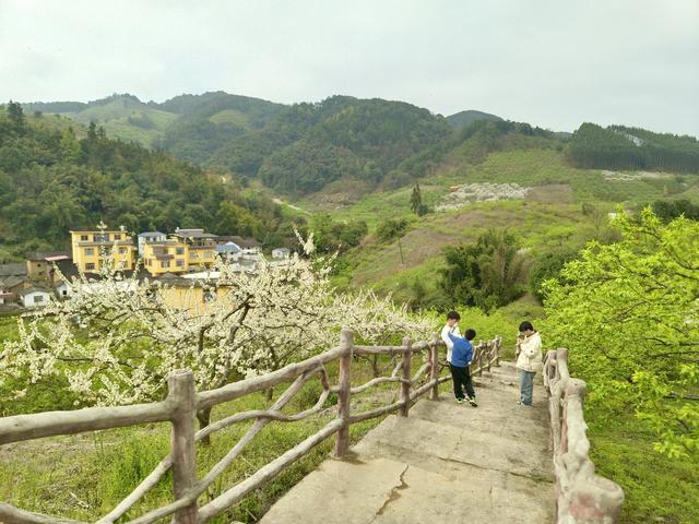 荔浦东昌镇：千亩李花白 山间春意浓