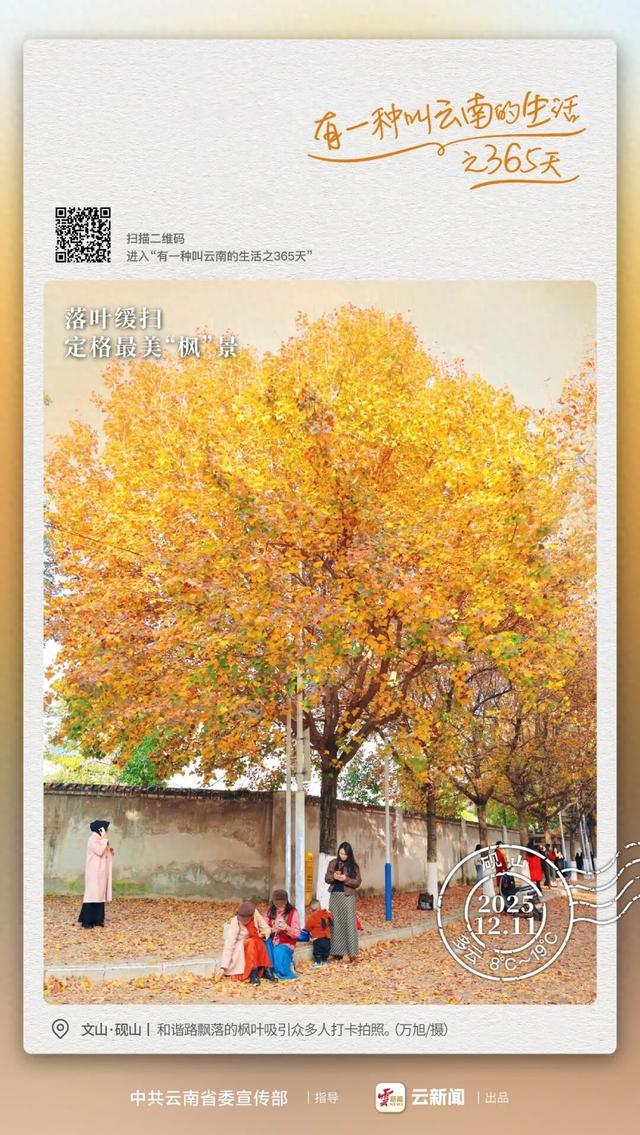 落叶缓扫的小美好！砚山这条街把冬日浪漫具象化了丨有一种叫云南的生活之365天