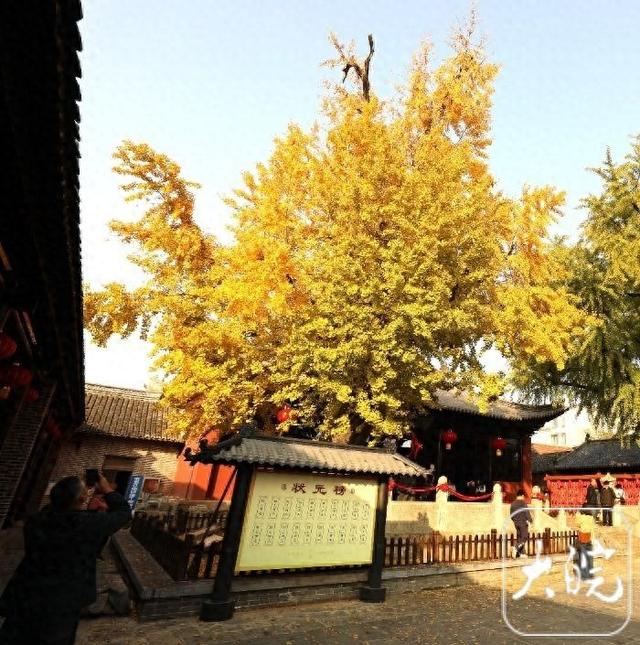 寿县古银杏树叶由绿变黄，最佳观赏期来了