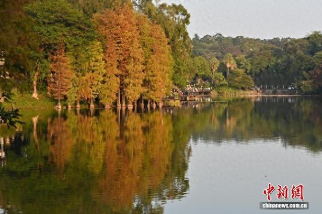 广东广州：落羽杉渐红添冬意