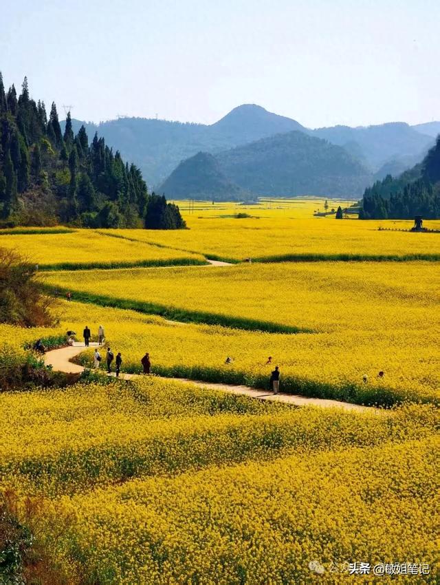 【滇东南游记·二】罗平：在金色花海里追一场春天的光影