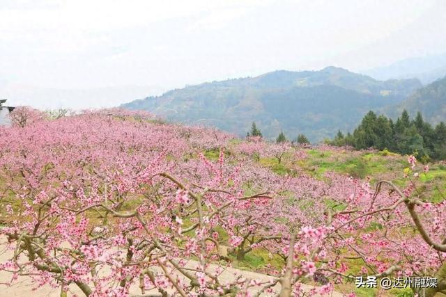 周末去哪儿？来开江这里的300余亩桃花海→